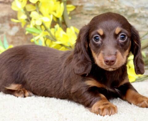 Dallas Mini Dachshund