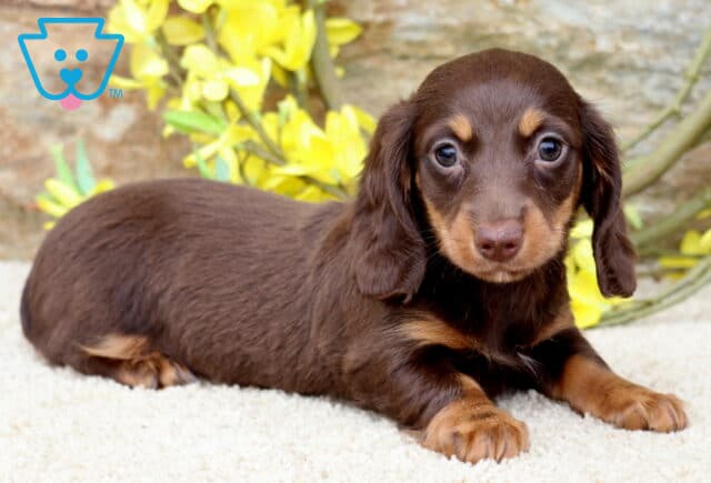 Dallas Mini Dachshund image