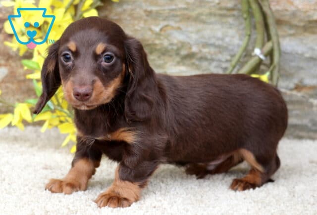 Dallas Mini Dachshund2 image