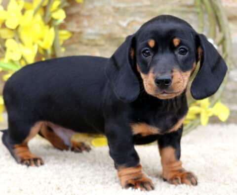 Dash Mini Dachshund