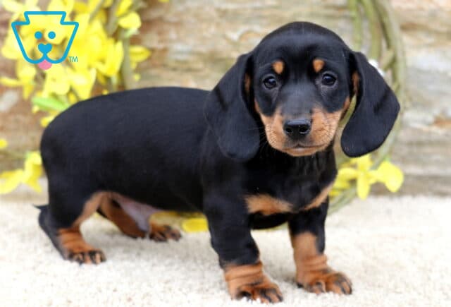 Dash Mini Dachshund image