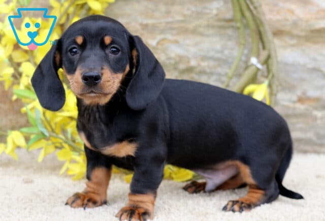 Dash Mini Dachshund2 image