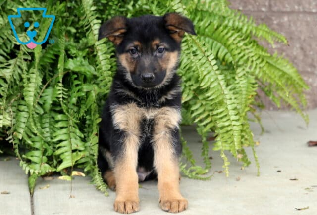 Alert black and tan German Shepherd puppy sitting upright on a concrete surface with bright green ferns cascading behind it. image