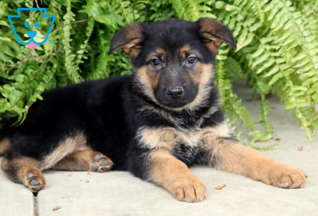Relaxed German Shepherd puppy lying on a concrete surface with its front paws stretched out, backed by lush green ferns. image