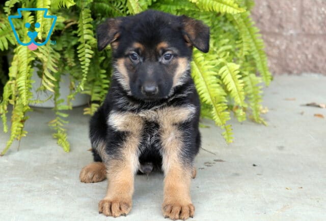 Dawson German2 image