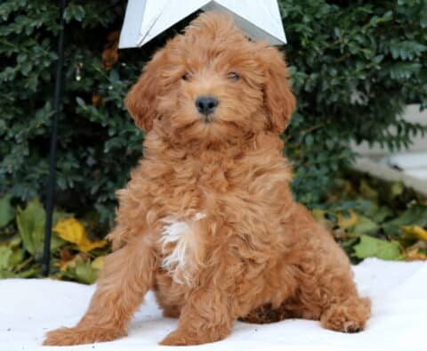 Debbie Mini Goldendoodle