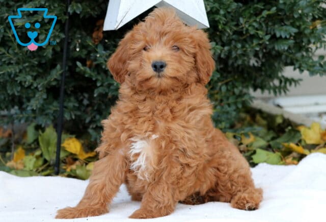 Debbie Mini Goldendoodle image