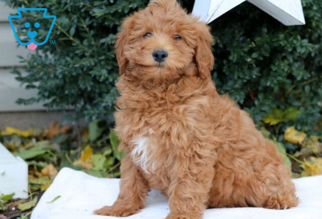 Debbie Mini Goldendoodle2 image