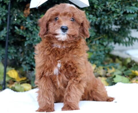 Dee Mini Goldendoodle