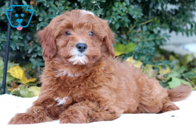 Dee Mini Goldendoodle2 image