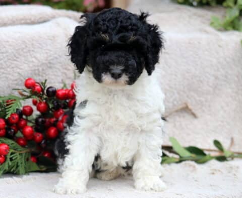 Derek Mini Poodle
