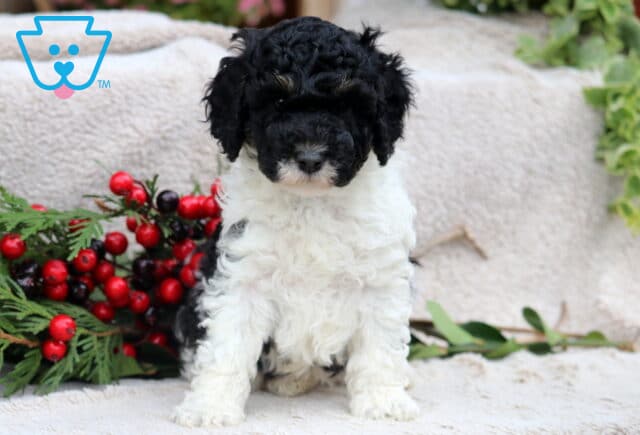 Derek Mini Poodle image