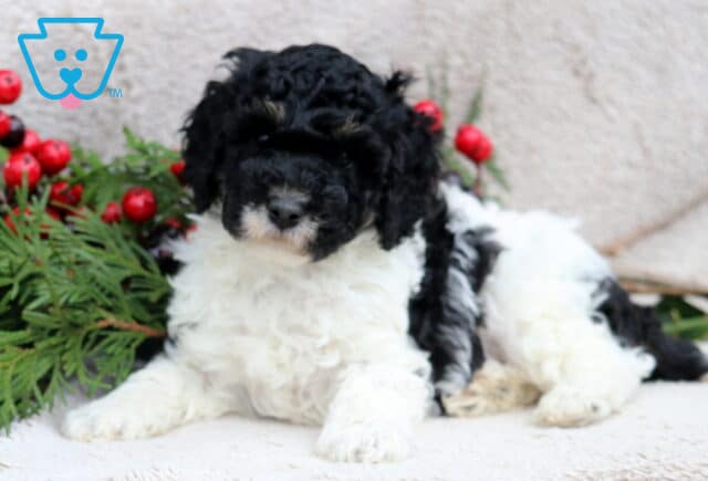 Derek Mini Poodle2 image