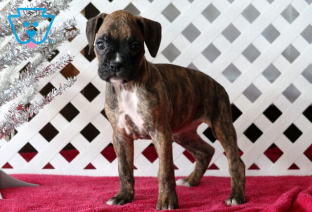 Destiny Boxer2 image