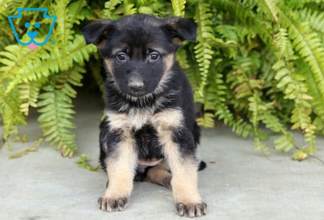 Destiny German image