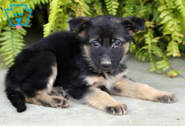 Destiny German2 image