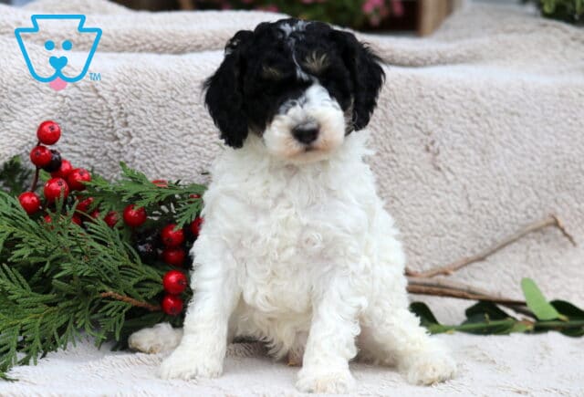 Dewie Mini Poodle image