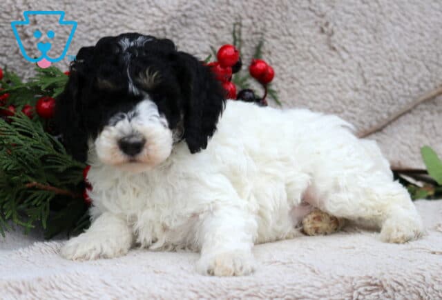 Dewie Mini Poodle2 image