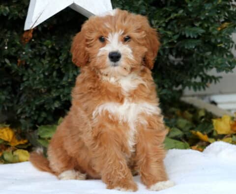 Diamond Mini Goldendoodle