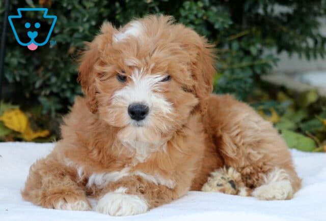 Diamond Mini Goldendoodle2 image