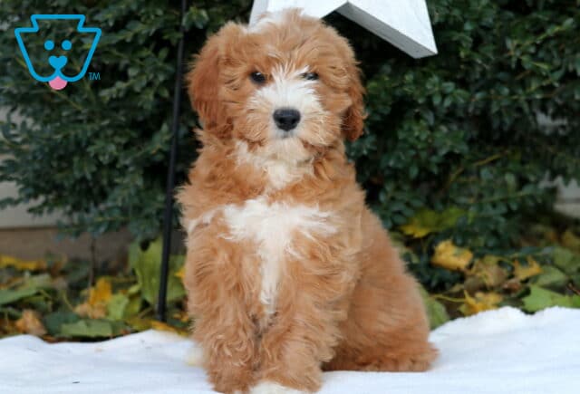 Diamond Mini Goldendoodle3 image