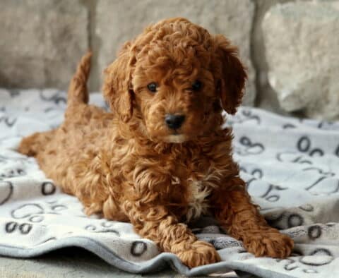 Dodger Cavapoo