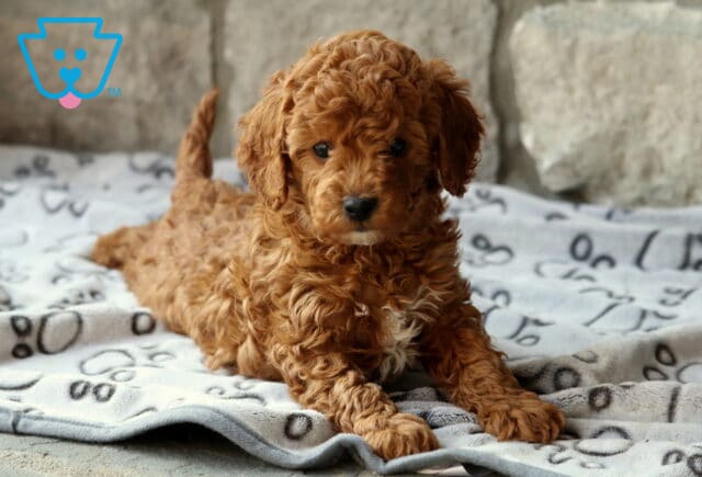 Dodger Cavapoo image