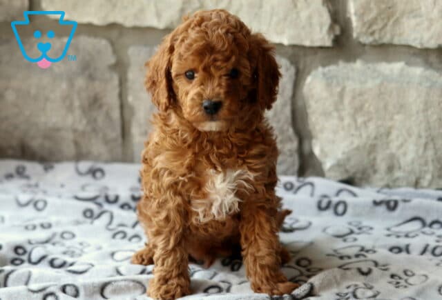 Dodger Cavapoo2 image