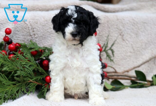 Dodger Mini Poodle image