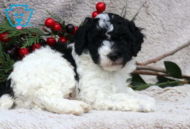 Dodger Mini Poodle2 image