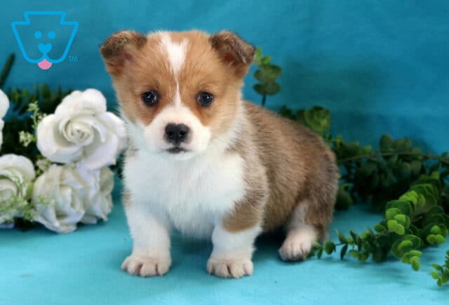 Adorable Welsh Corgi puppy with a tan and white coat standing on a bright blue background, surrounded by green leaves and white roses, looking curiously at the camera. image