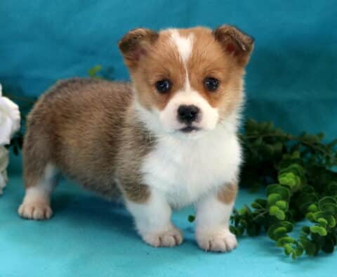 Sweet Welsh Corgi puppy with tan and white fur standing alert on a turquoise backdrop with white flowers and green leaves, gazing directly at the camera with an innocent expression.