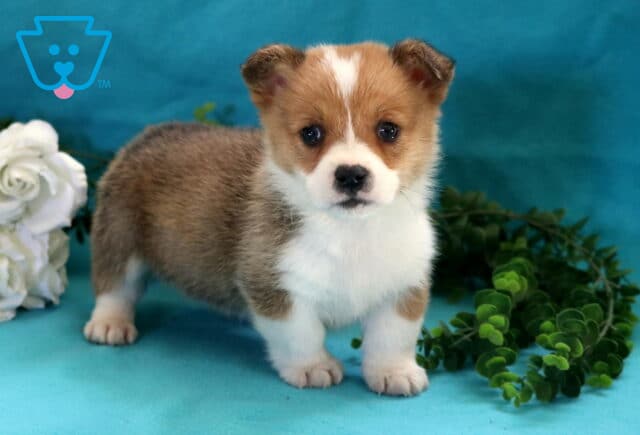 Sweet Welsh Corgi puppy with tan and white fur standing alert on a turquoise backdrop with white flowers and green leaves, gazing directly at the camera with an innocent expression. image