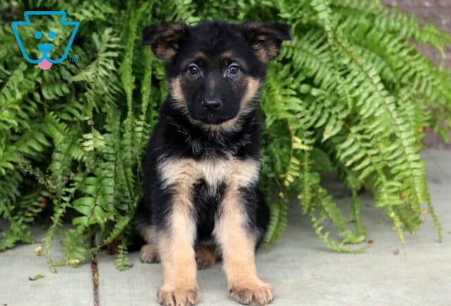 Young black and tan German Shepherd puppy sitting on a sidewalk with lush green ferns cascading behind it, looking directly at the camera. image