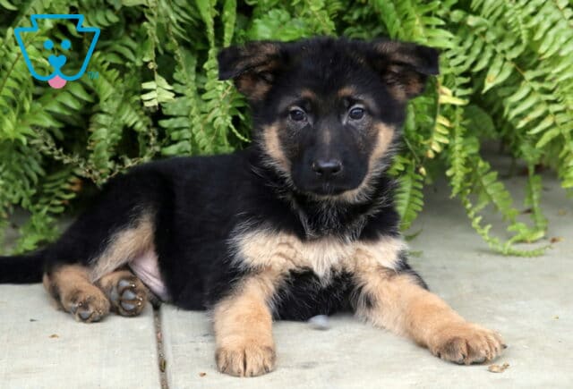 Black and tan German Shepherd puppy lying stretched out on a sidewalk with lush green ferns behind it, looking attentively at the camera. image