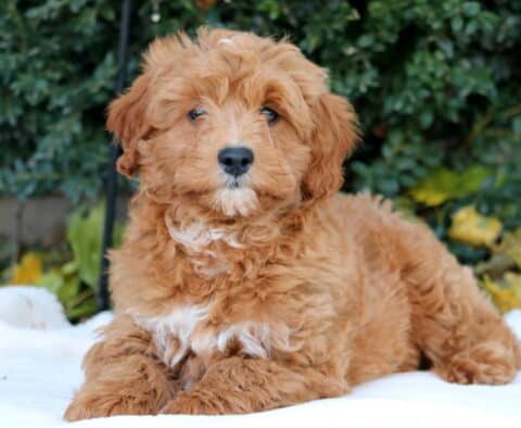 Domino Mini Goldendoodle