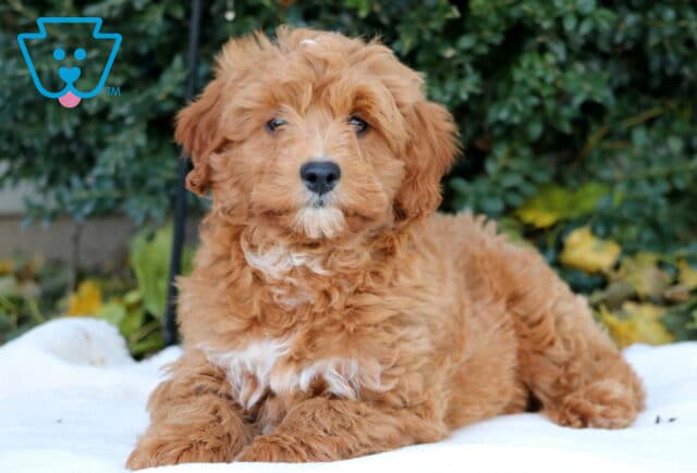 Sweet Mini Goldendoodle puppy with a soft, wavy apricot coat and white chest markings lying on a white blanket in front of green bushes and fall leaves. image