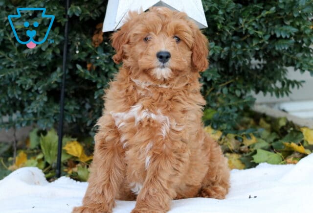 Fluffy Mini Goldendoodle puppy with a curly apricot coat and white chest patch sitting on a white blanket outdoors surrounded by green bushes and yellow leaves. image