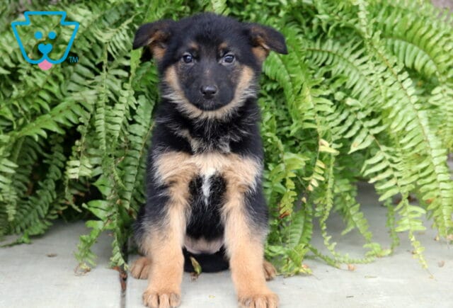 Black and tan German Shepherd puppy sitting on a sidewalk in front of lush green ferns, looking calmly at the camera. image