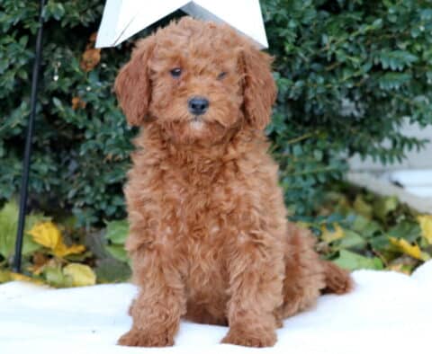 Dori Mini Goldendoodle2