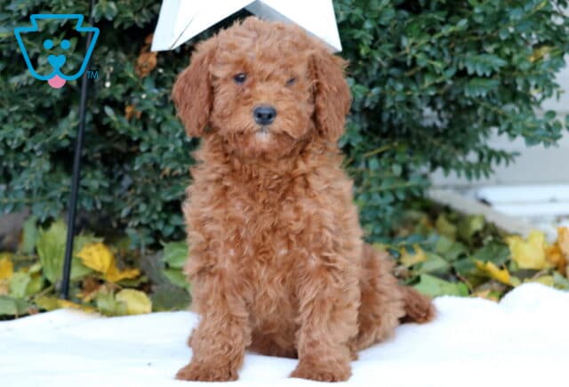 Dori Mini Goldendoodle2 image