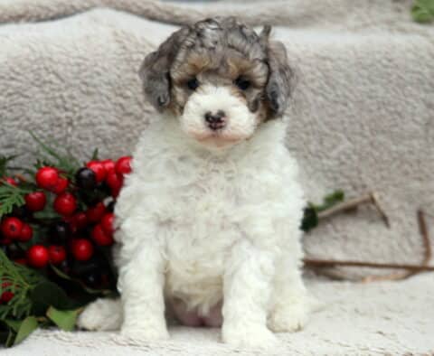 Dove Mini Poodle