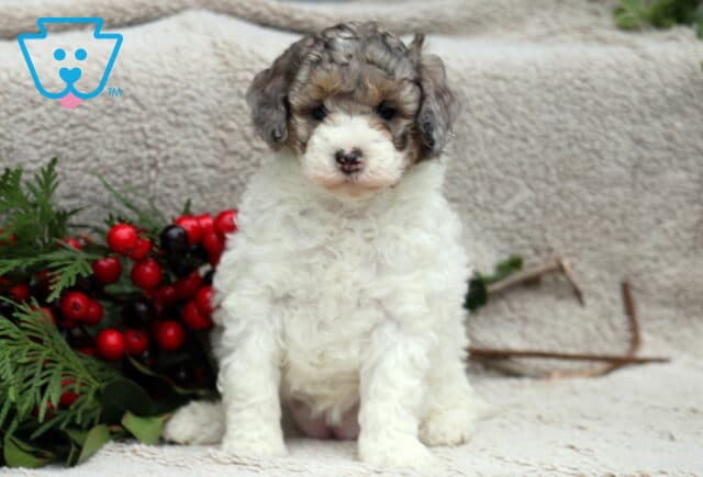Dove Mini Poodle image