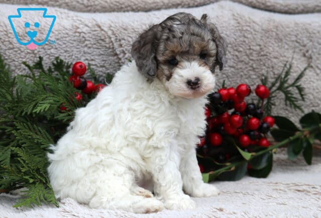 Dove Mini Poodle2 image