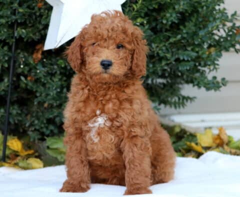 Duke Mini Goldendoodle
