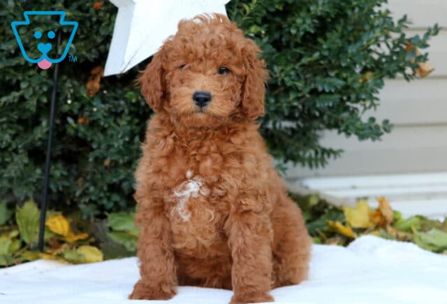 Duke Mini Goldendoodle image