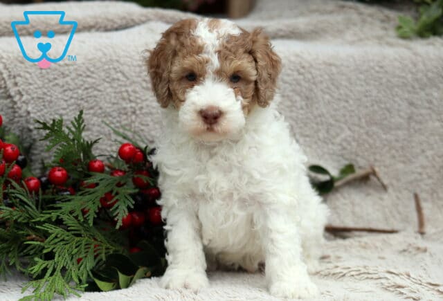 Dunkin MIni Poodle image