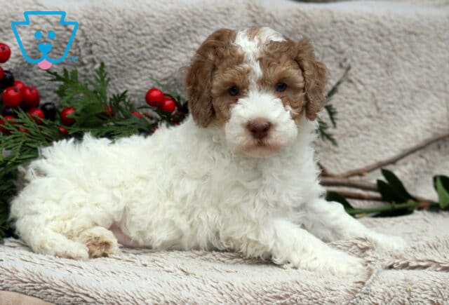 Dunkin MIni Poodle2 image