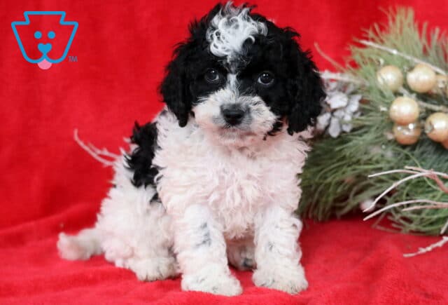 Black and white Cavapoo puppy with a curly coat and a white swirl on its forehead sitting on a red blanket beside frosted greenery and gold holiday berries. image