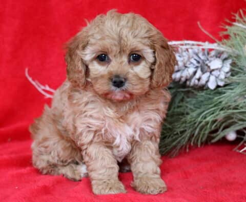 Emily Cavapoo